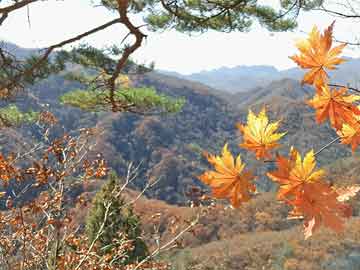全國(guó)豬價(jià)最新行情趨勢(shì)預(yù)測(cè)分析